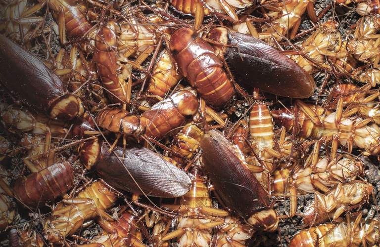 How to avoid cockroaches in your house | AllOut Pest Control India Pvt. Ltd.